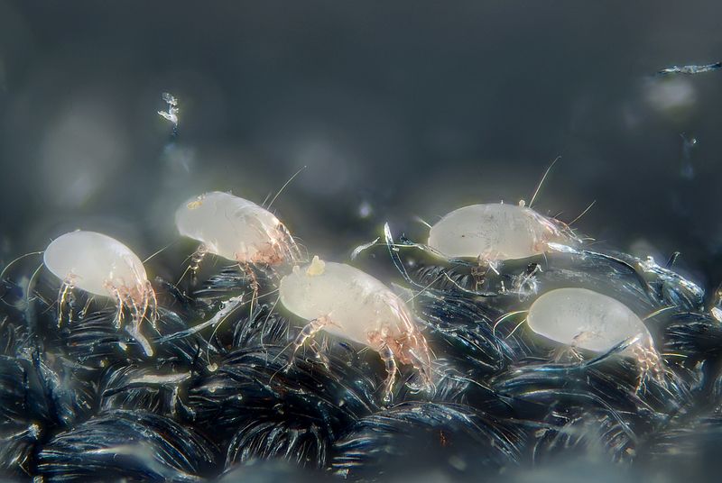 How Do You Kill Dust Mites