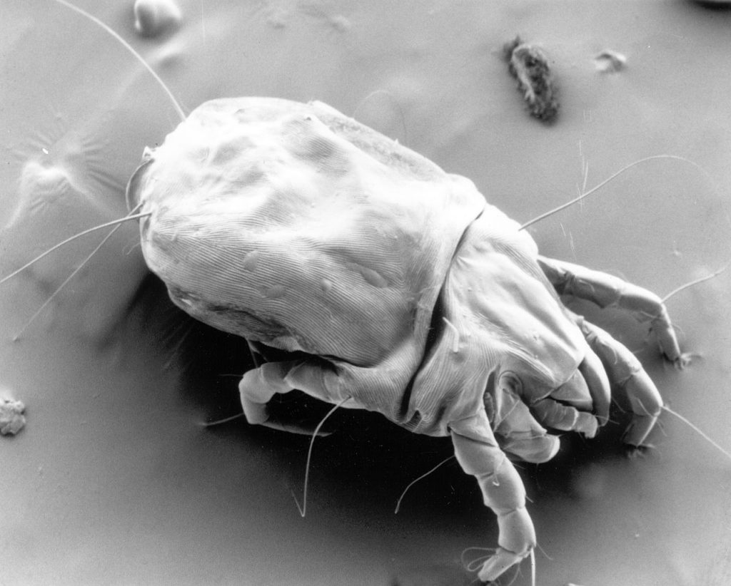 Where Do Dust Mites Come From