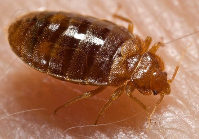 dust mites vs bed bugs