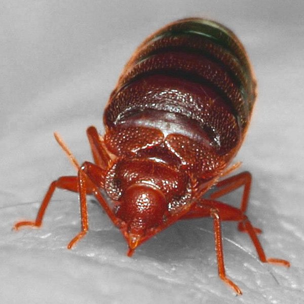 Bed_bug_Cimex_lectularius_9627010587